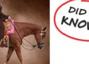 Quiz Equitation Western - La classe de Western Pleasure