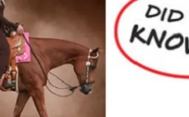 Quiz Journal Intime