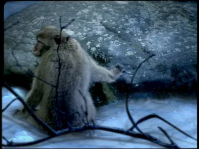 En 2003, "Un singe en hiver" est un titre d'un groupe français ? De qui s'agit-il ?