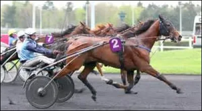 Quel est ce cheval ?