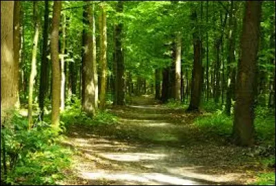 Traduisez "Wald" :