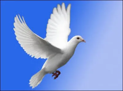 La colombe est-elle un oiseau ne vivant qu'en Afrique ?