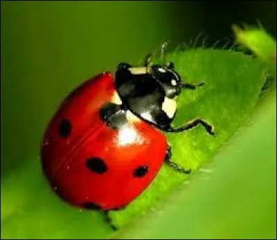 Un insecte a-t-il 6 pattes ?