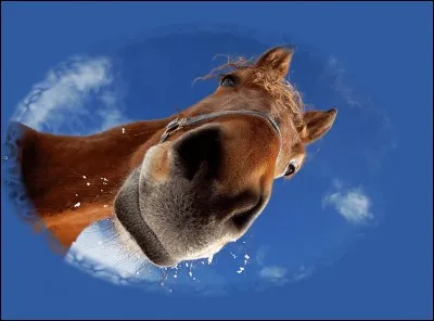 Donner le premier dressage à un cheval.