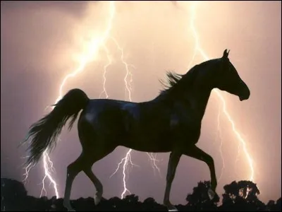 Ont souvent une fièvre de cheval.