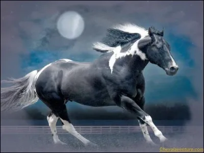 Celui de cheval est dangereux.