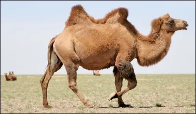 Dans quel désert vit le chameau de Bactriane ?