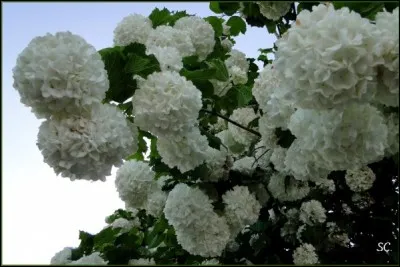 Quel est le nom de la fleur que nous nommons tous "Boule de neige" ?