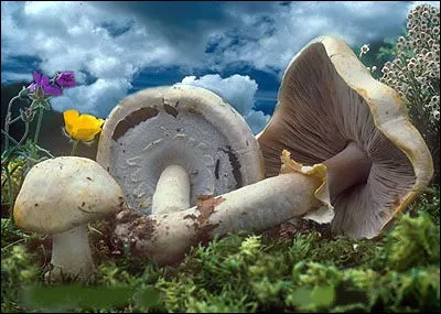 Quel est ce champignon appelé souvent "Boule de neige" ?