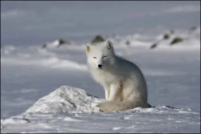 Quel est le nom de ce renard dont le pelage se confond avec la couleur de la neige en hiver ?