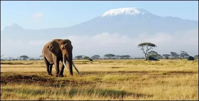 Dans quel pays se situe le Kilimandjaro ?