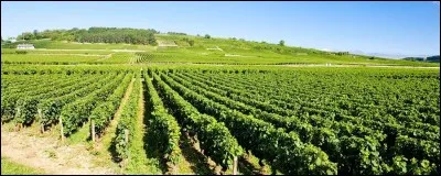 La ville de Beaune est réputée pour son vignoble. Dans quelle région viticole se trouve-t-elle ?