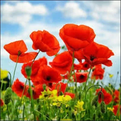 Je veux le nom d'une fleur.