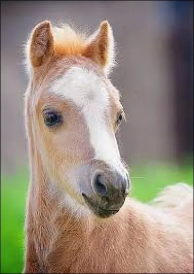 Quel nom lui donne-t-on ?