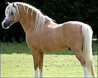 Quelle est cette race ?