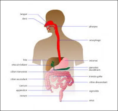 Quelle est la longueur moyenne d'un tube digestif d'un adulte de sexe masculin ?