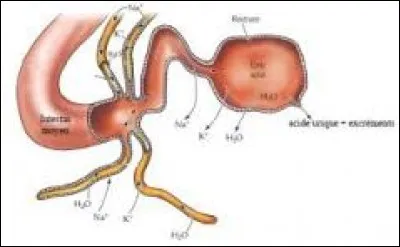A quel organe chez les vertébrés correspondent les tubes de Malpighi chez les insectes ?
