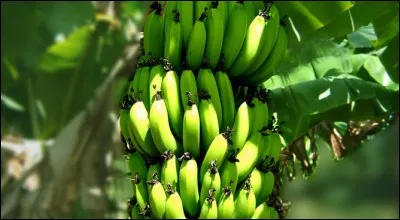 Mettez-vous une fraction de seconde à la place d'un producteur de bananes. Comment faites-vous pour récolter vos bananes ?