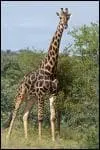 La girafe dort :