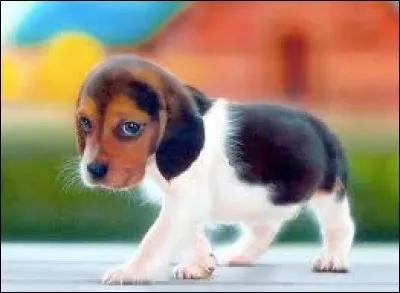 Je veux le nom du petit du chien.