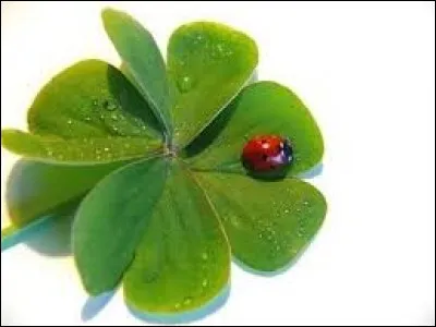 J'imagine que vous avez déjà dû voir ou rencontrer des collectionneur de trèfles à quatre feuilles. On les appelle des ultratrifoliophiles. Trouver des trèfles à quatre feuilles n'est pas toujours facile. Un jeune collectionneur américain en possède même jusqu'à 160 000. Jusqu'à maintenant, le record est détenu par un fermier japonais qui en possède un à...