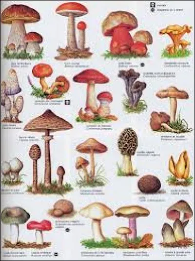 Il existe un champignon qui est capable de prendre le contrôle du cerveau chez une fourmi. Après avoir été contaminée par ses spores, la fourmi va mordre la veine d'une feuille bien particulière. Ce dernier poussera alors en sortant par la bouche de sa victime. Quel est ce champignon insolite ? (Donnez la bonne orthographe)