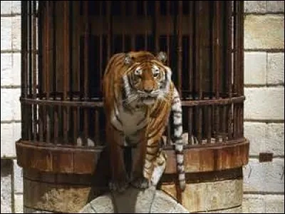 Dans quelle émission télévisée peut-on voir ce tigre ?