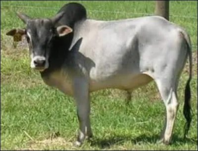 Quel est l'animal qui boit le moins ?