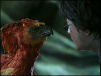 Que fait le phnix juste aprs cette scne ?