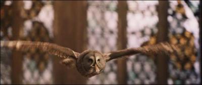 A qui est ce hibou ?