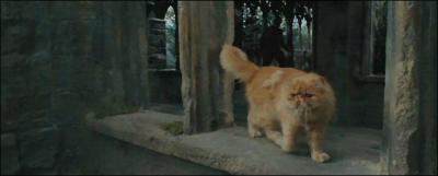 Qui dteste ce chat ?