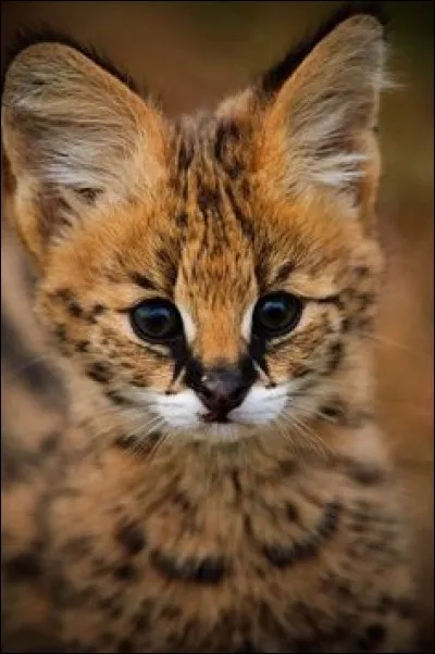 Plus tard, il deviendra un excellent chasseur !