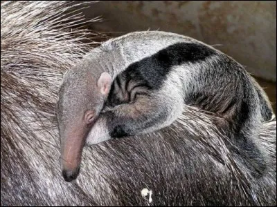 Identifiez ses parents !