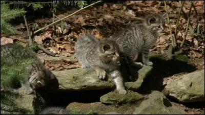 Leurs parents chassent les rongeurs et oiseaux des forêts et prairies !