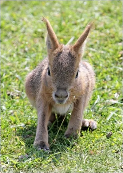 C'est dans les plaines de Patagonie que vous pouvez le voir courir !