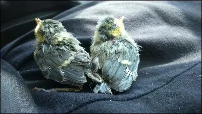 Qui sont donc les parents de ces oisillons ?