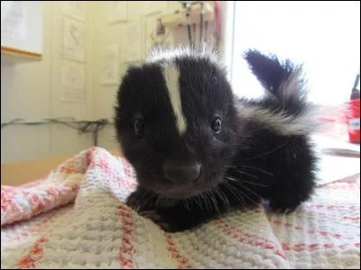 Mignonne la petite bête non ? Et en plus si vous ne l'agacez pas, elle ne sent presque rien !