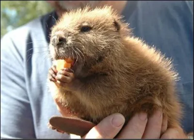 Trouvez le nom du géniteur de ce bébé !