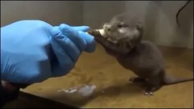 C'est l'heure de la tétée, qui sont les parents ?