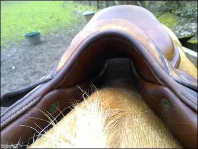 Comment s'appelle l'os qui se trouve à la fin de la crinière et au début du dos, sur lequel on pose la selle en faisant attention à ne pas le toucher pour éviter les frottements ?