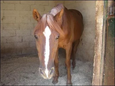 Quel comportement doit-on adopter pour entrer dans le box d'un cheval ?