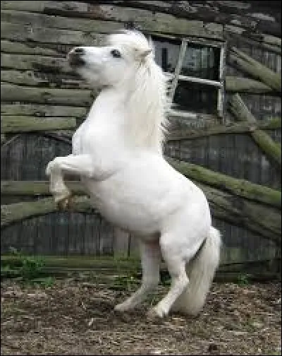 Quelle figure réalise ce poney (sur l'image) ?