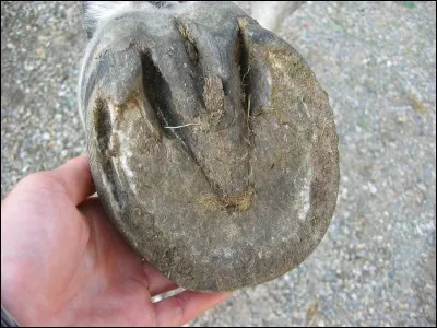 Comment s'appelle la partie triangulaire sous le sabot ?