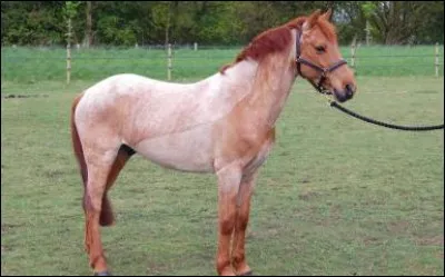 Quelle est la robe de ce poney (sur l'image) ?