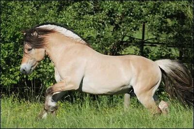De quelle race est ce poney (sur l'image) ?