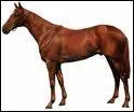 Quelle est la race du cheval ci-dessous?