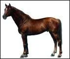 Quelle est la race du cheval ci-dessous?