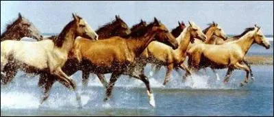 Quelle est la race du cheval ci-dessous?