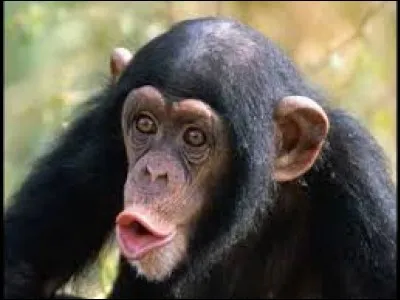 Lequel de ces singes est le plus proche de nous ?