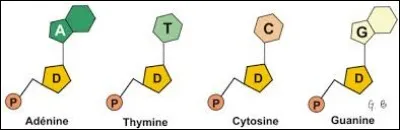 Combien de nucléotides différents existe-t-il ?